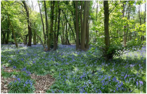 Read more about the article Woodland Acres