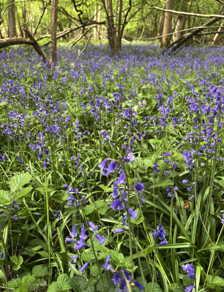 ancient woodland owned by production bureau to preserve britains forest
